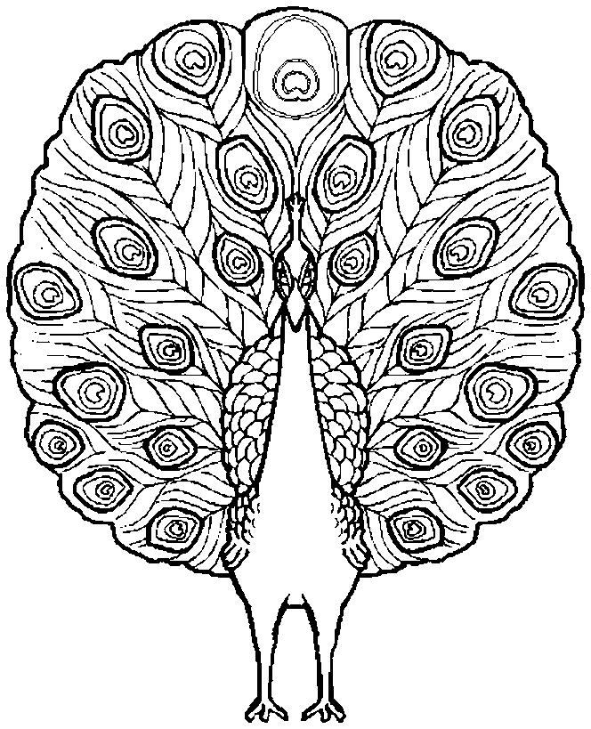 Peacocks Coloring Pages Cake Ideas and Designs