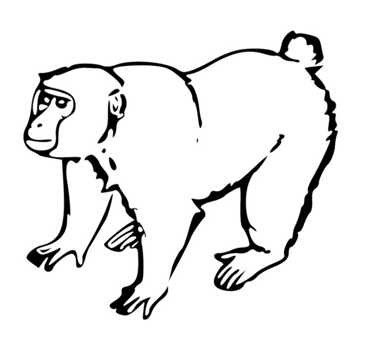Smiling Hanging Monkey Coloring Pages - Animal Coloring Coloring ...