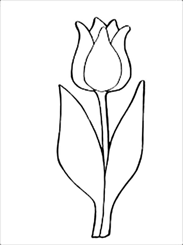 A Simple Drawing of Parrot Tulip Coloring Page | Kids Play Color