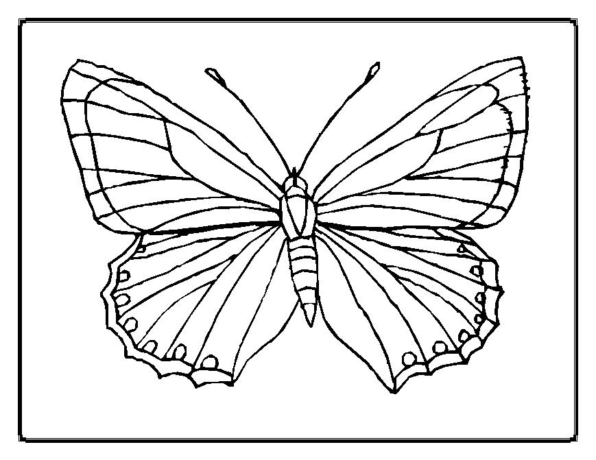 Butterfly Drawing Template