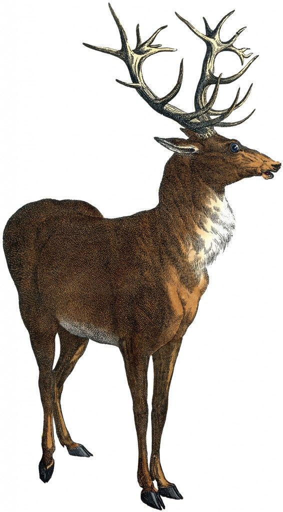 Red Deer Stag Picture