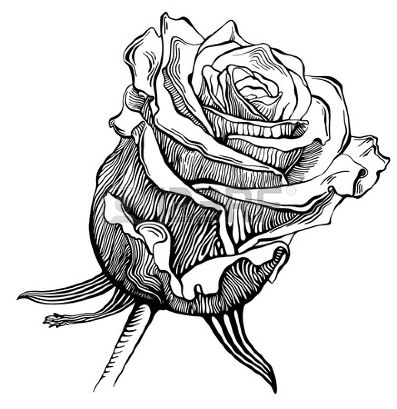 Single Black Rose Drawings