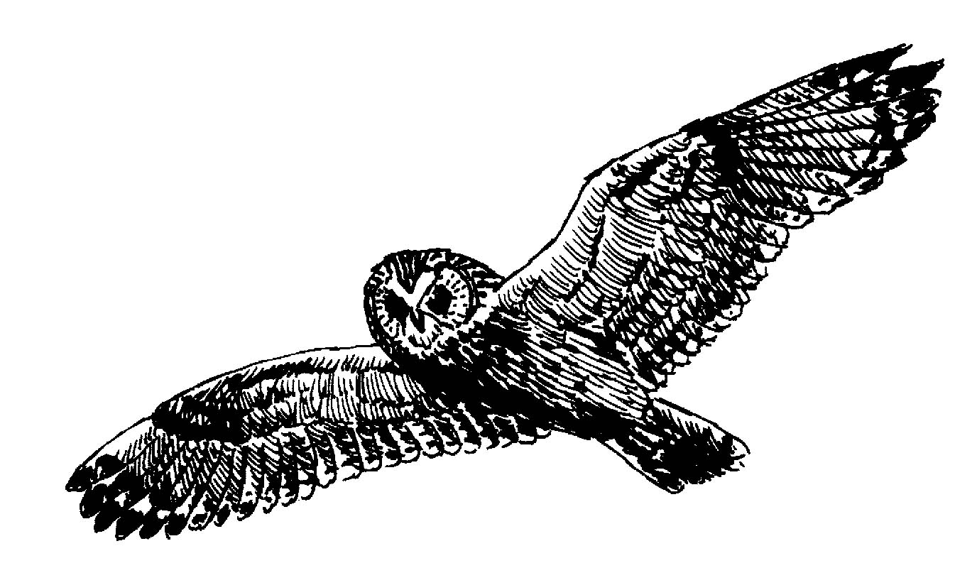 Flying Owl Clipart Black And White | Clipart Panda - Free Clipart ...