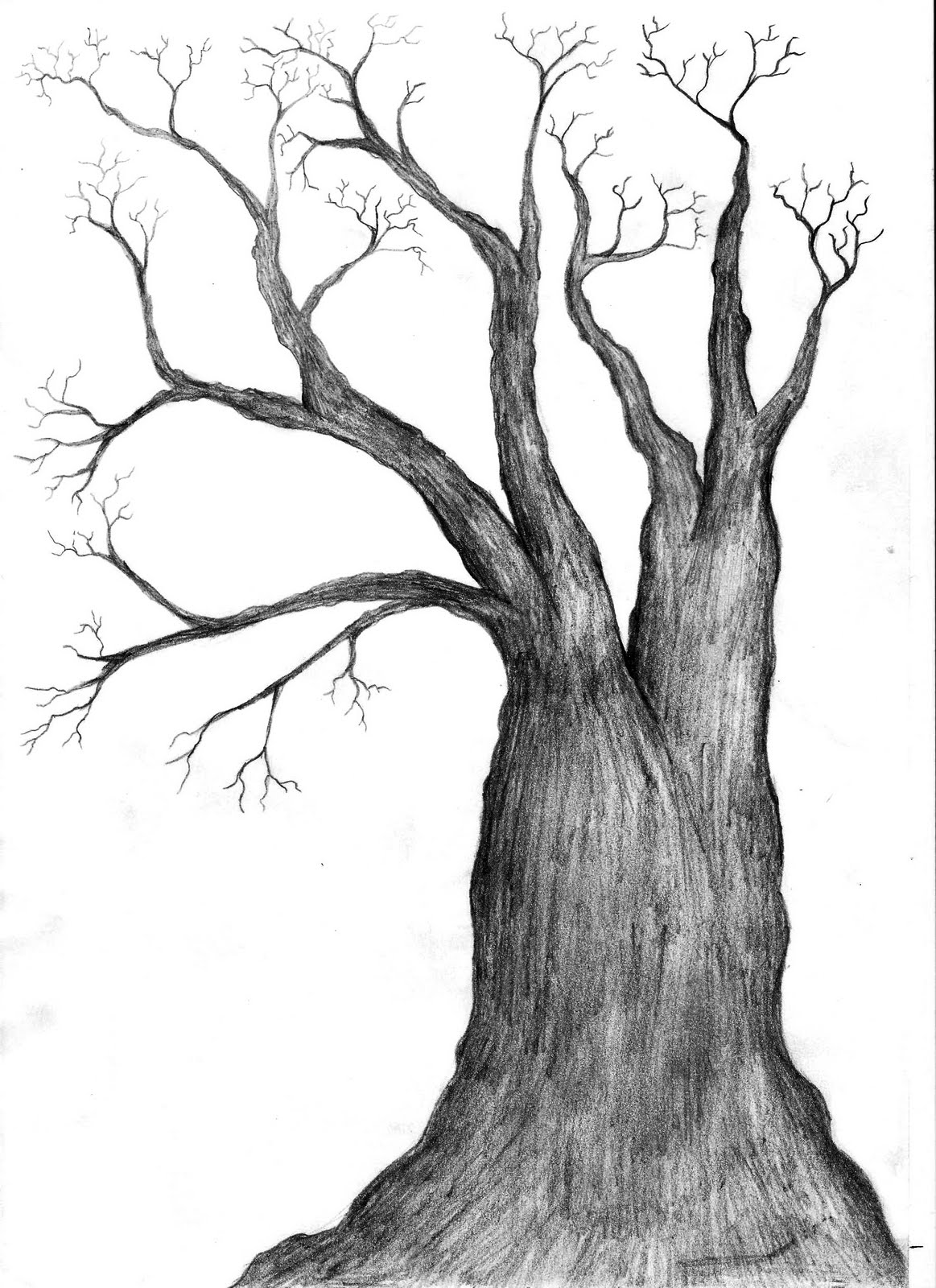 Images For > Black And White Tree Drawings Images