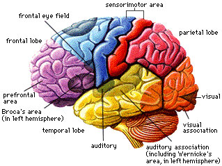 Brain Sketch Diagram | Search Results | Brain Anatomy