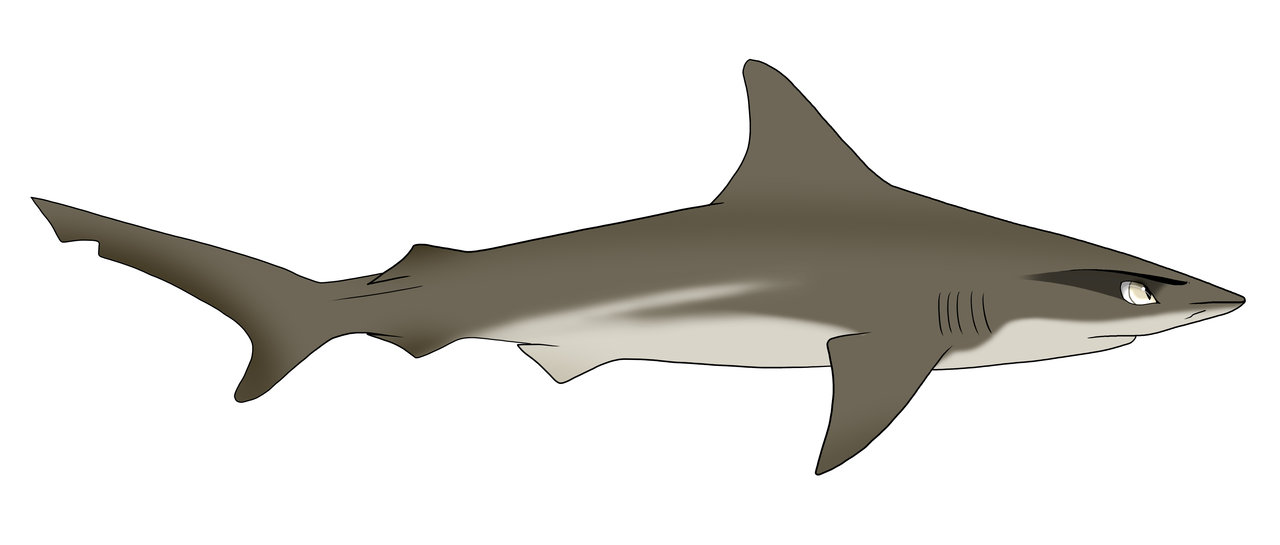 Herly The Sandbar Shark by zavraan on deviantART