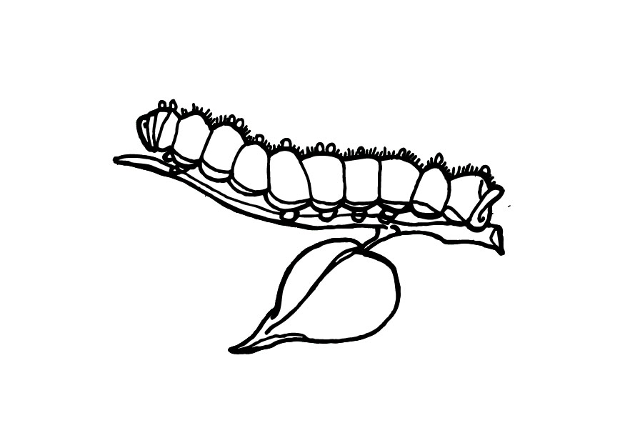cartoon caterpillar Colouring Pages