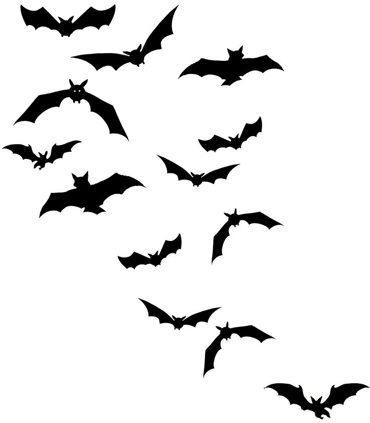 Flying bats | day and night images | Pinterest