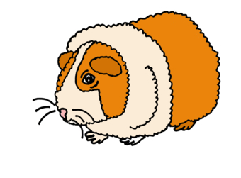 Cartoons Cute Guinea Pig design by naturesfun, Animals t-shirts ...