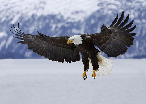 eagle flying with mtn in back | Flickr - Photo Sharing!