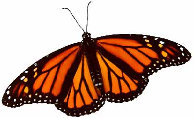 Male & Female Monarch Butterfly Illustrations