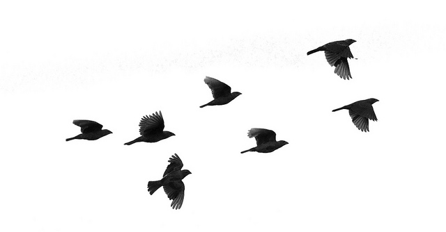 Birds Flying Silhouette - ClipArt Best