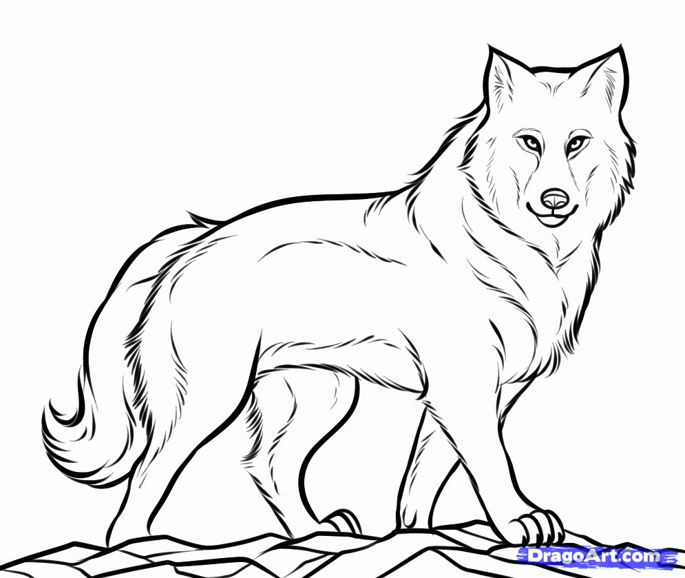 Wolf Drawings Step by Step | How to Draw a Gray Wolf, Timber Wolf ...