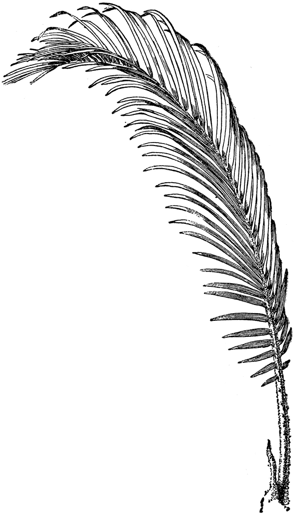 Sago Palm leaf | ClipArt ETC
