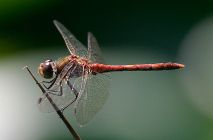 Dragonfly and damselfly | Wild About Gardens