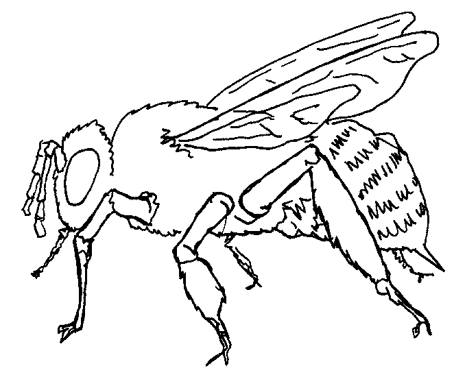 Honey Bee Coloring Pages, Honey Bee Coloring Page - Drawing Kids