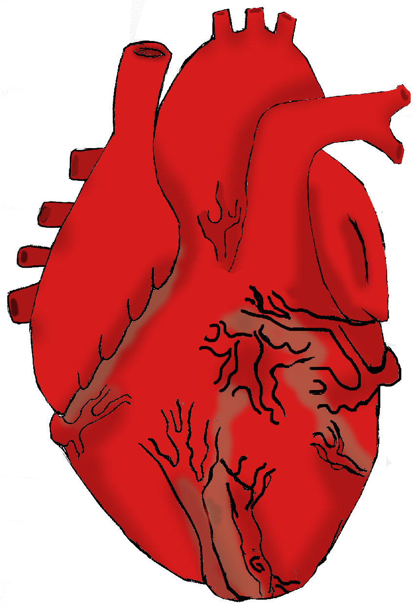 Real Heart Drawing | Clipart Panda - Free Clipart Images