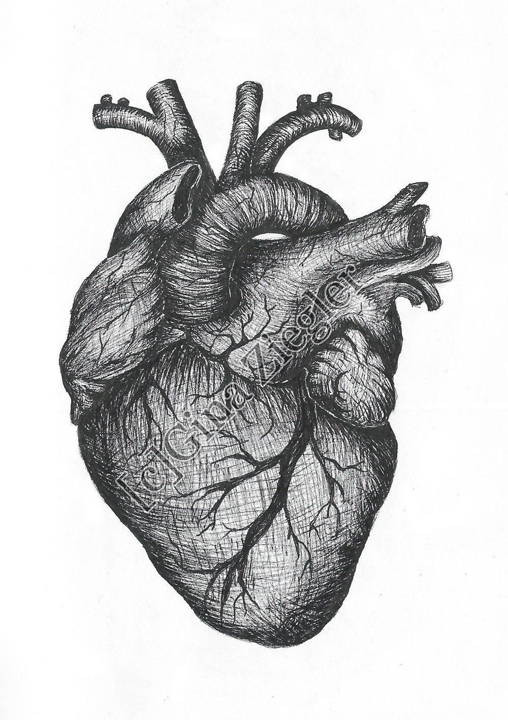 Real Heart Drawing - Cliparts.co