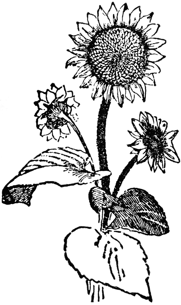 free black and white clip art sunflowers - photo #48