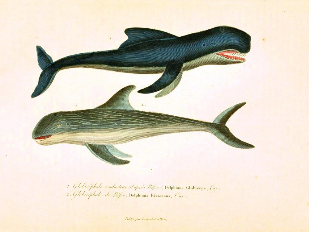 Daily Gallery: Animal – Sea mammals (1 of 2) | Vintageprintable
