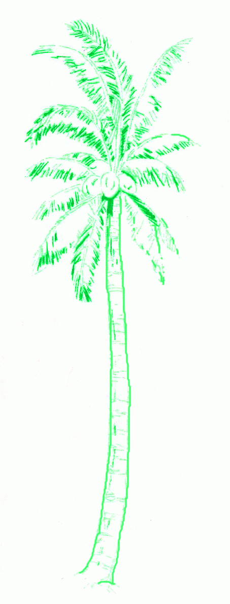 Exam Guide Online - How to Draw a Coconut Palm.