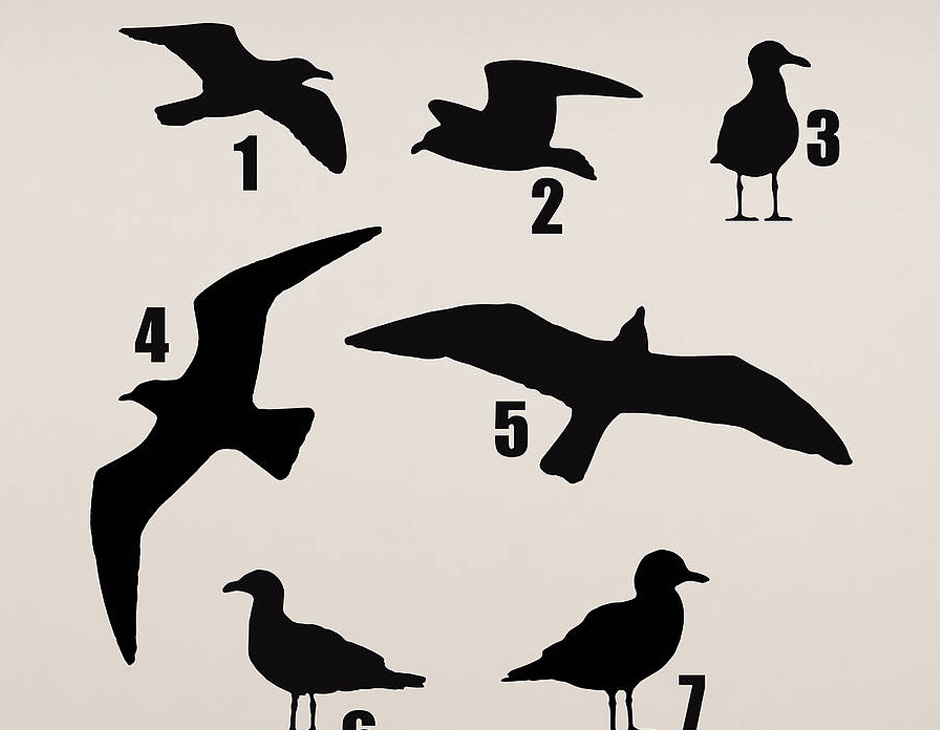 Seagull Graphic
