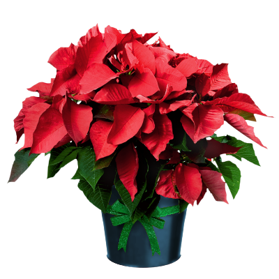 Poinsettia in Pot