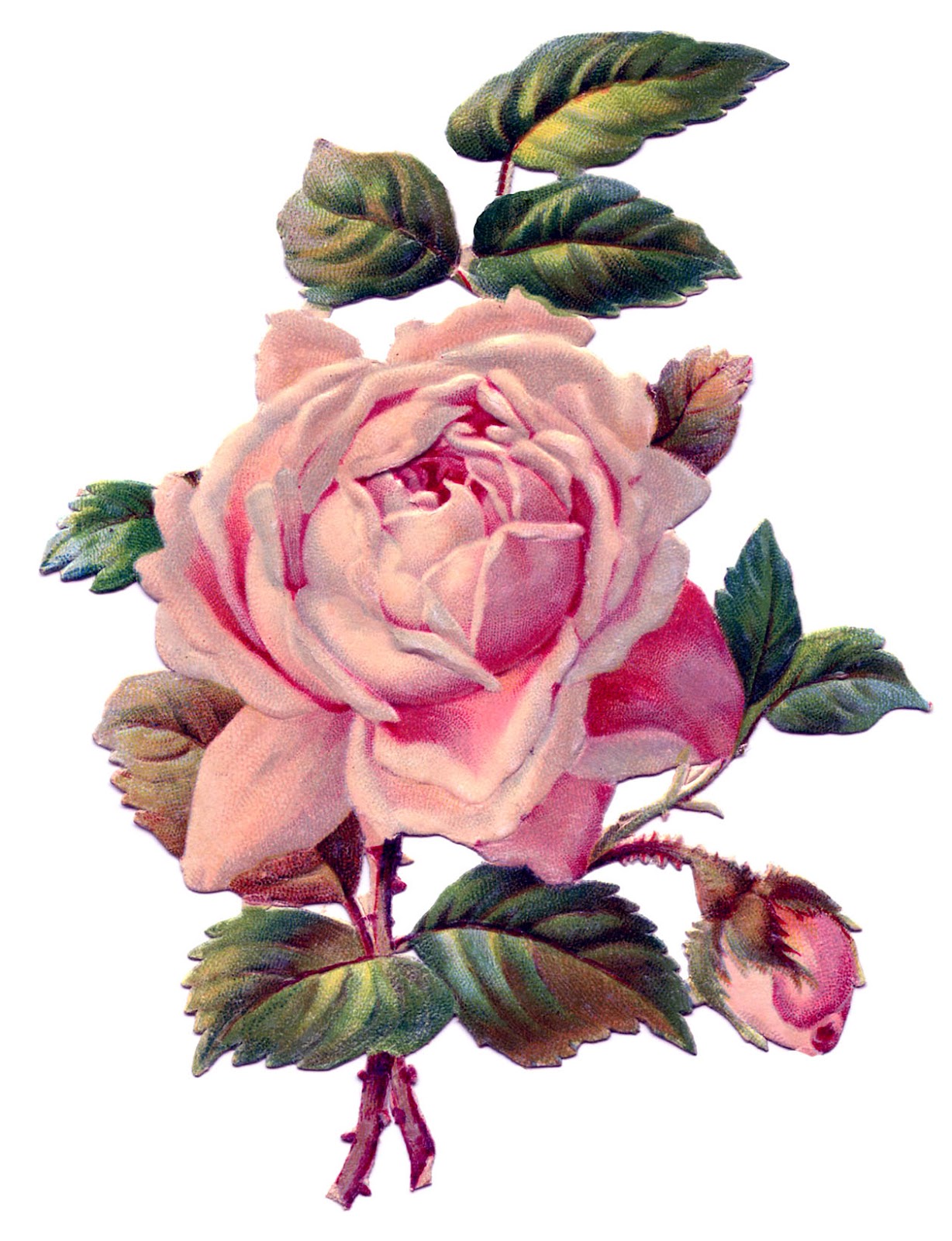 free clip art vintage roses - photo #48