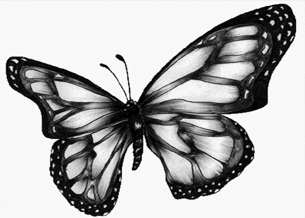 Butterfly Black And White Background - Animal Wallpapers (#386 ...