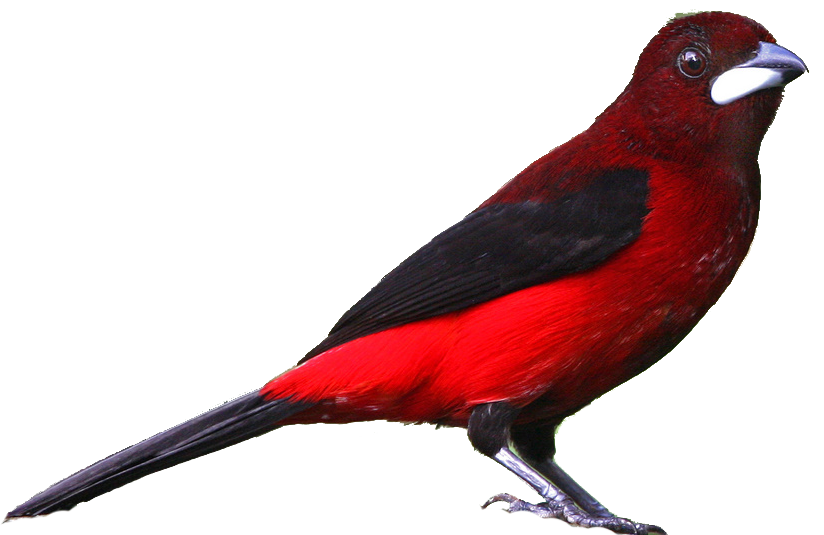 free clip art cardinal bird - photo #22