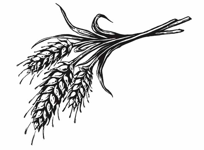 Wheat Vector Art - ClipArt Best