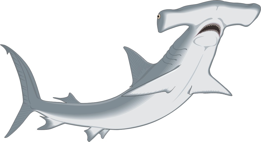 clipart cartoon shark - photo #23