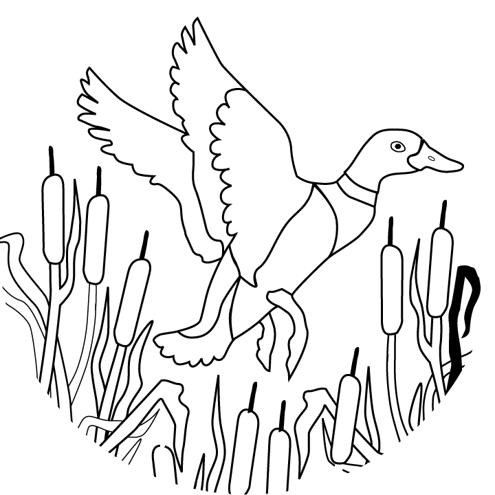 owl outline | Coloring Picture HD For Kids | Fransus.com1580×1250 ...