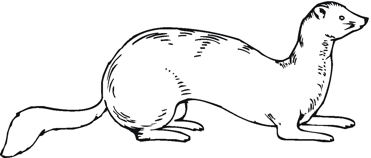 Ferret Coloring Pages | Coloring Pages To Print