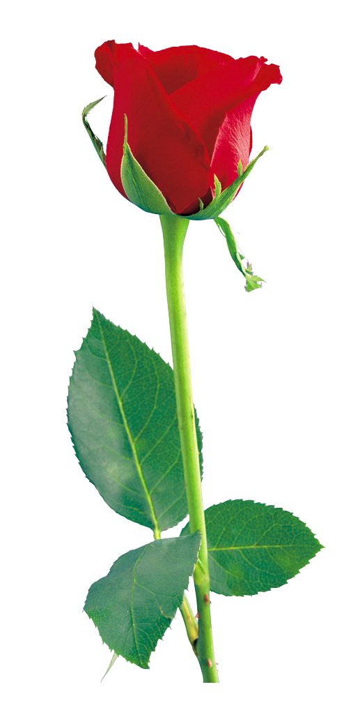clipart roses red - photo #38