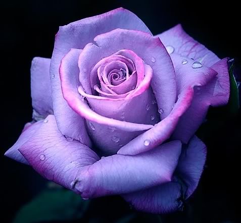 FunMozar – Purple Rose