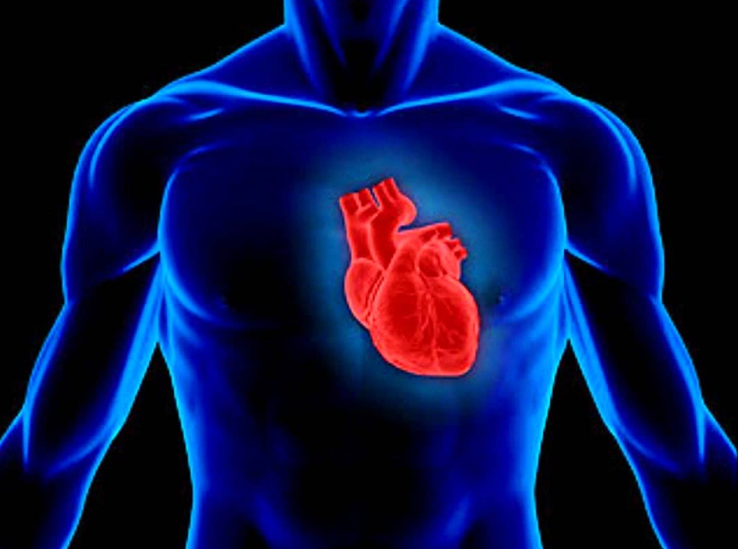 Scientists know how to grow human heart tissue - Institute of Cell ...