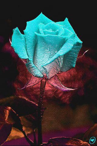 Color Changing Animated Rose APK (455k) - Download Color Changing ...