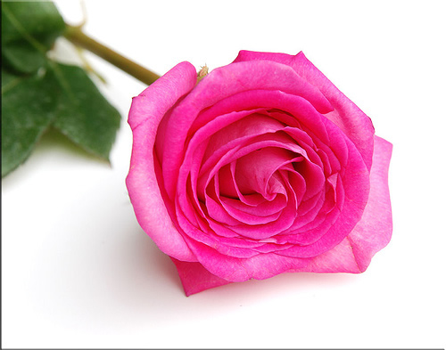 single-pink-rose.jpg