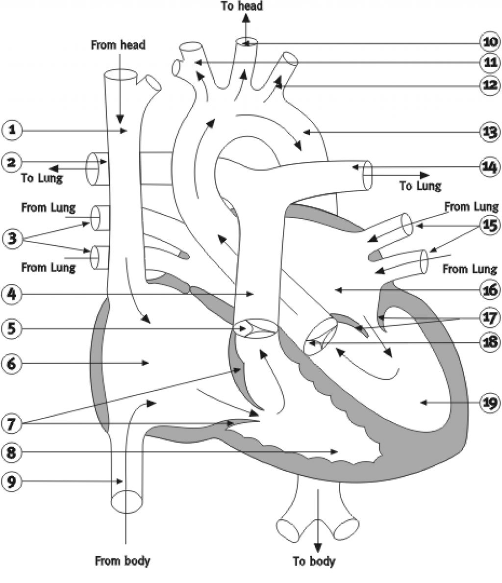 Blank Heart Diagram Worksheet | Human Anatomy Diagram