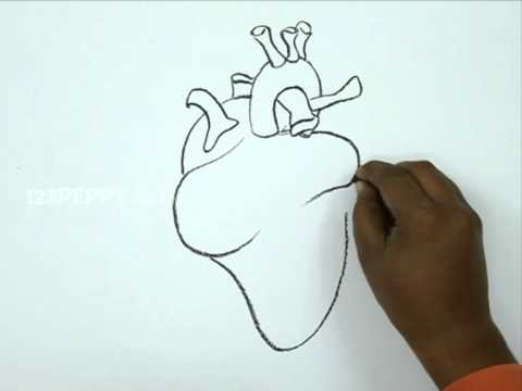 How to Draw a Human Heart: 5 Steps (with Pictures) - wikiHow