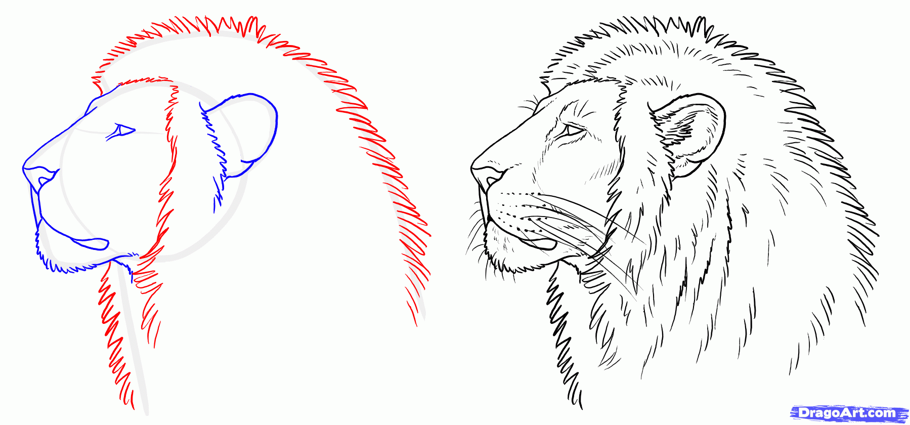 How to Draw a Real Lion, Draw Lions, Step by Step, safari animals ...