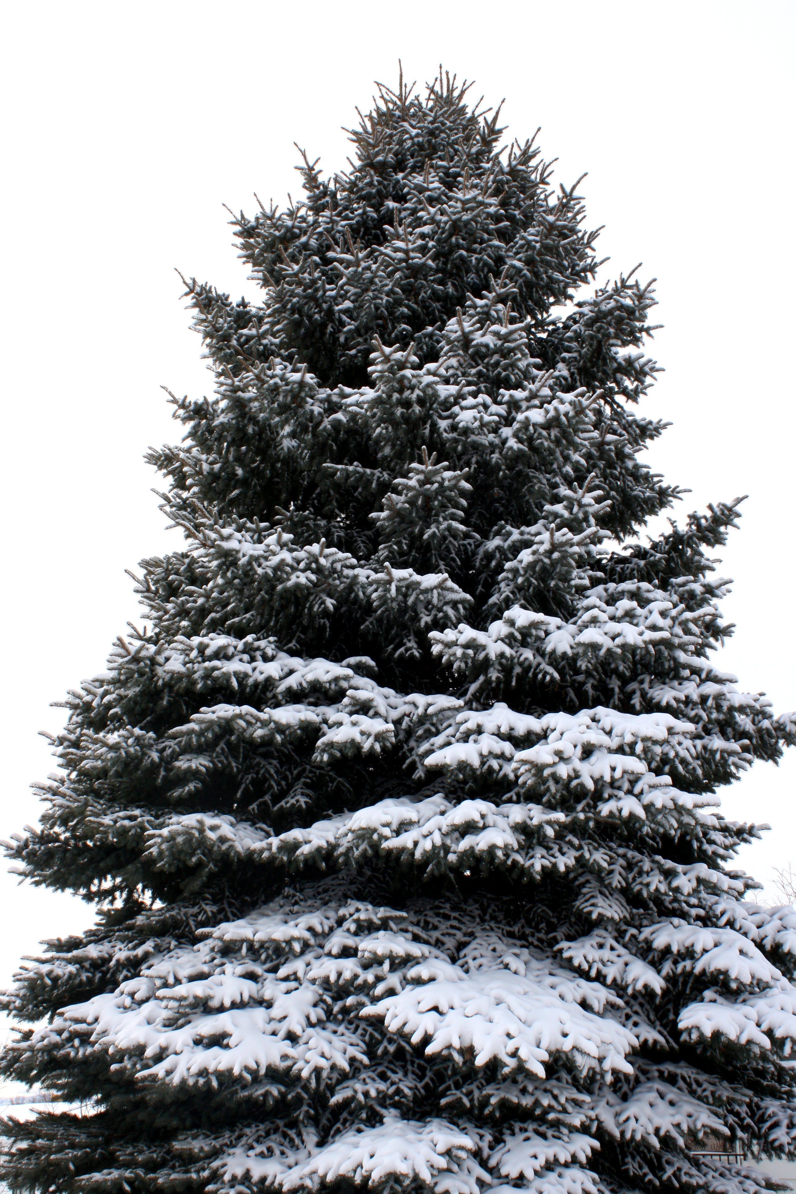 Pine Tree Coated with Snow Picture | Free Photograph | Photos ...