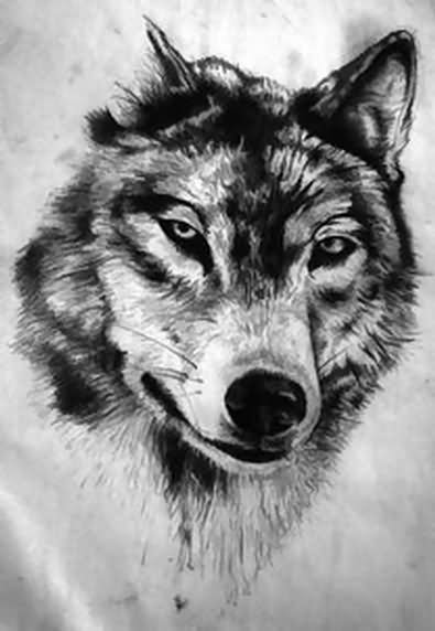 wolf drawing #