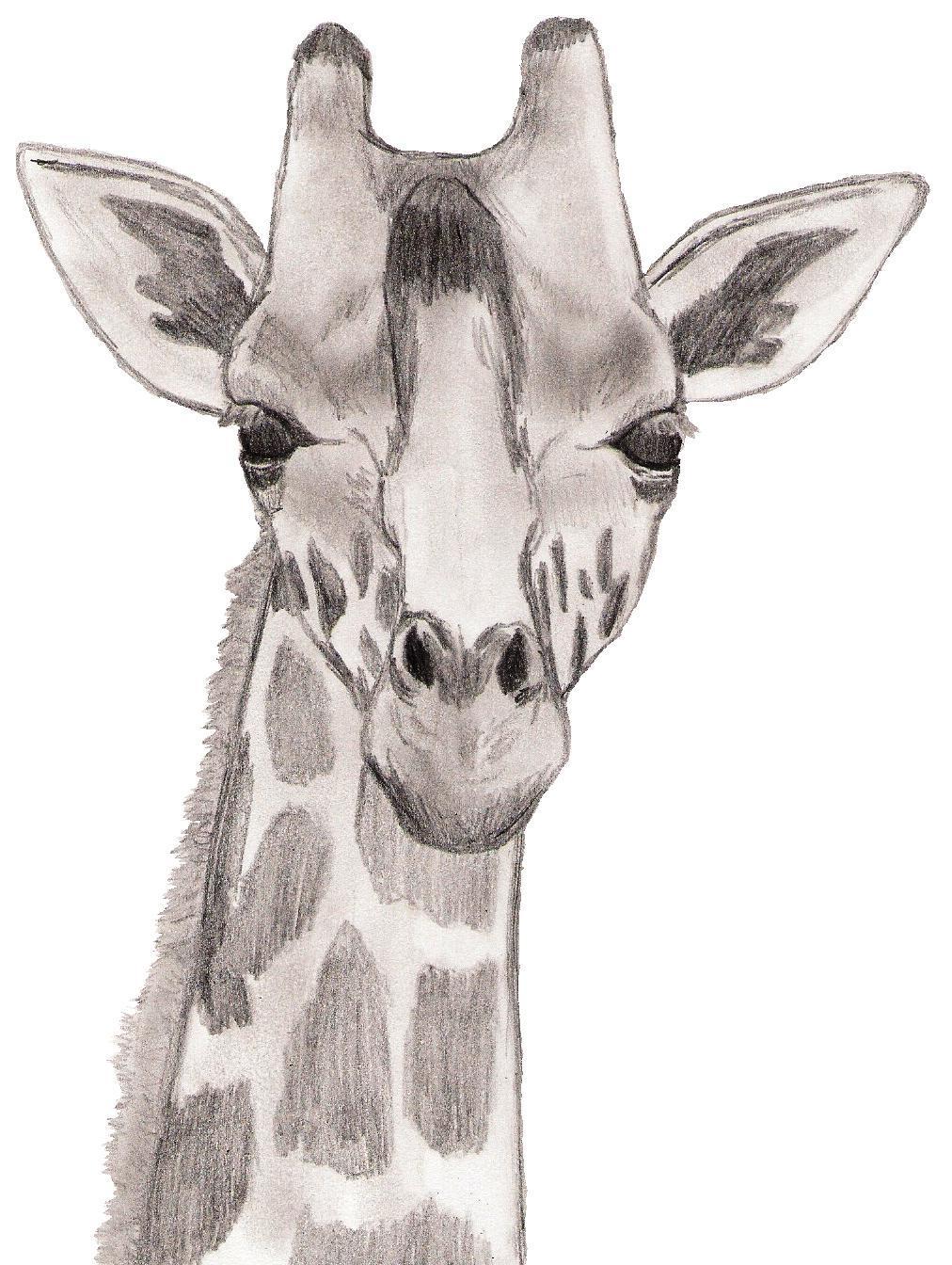 Giraffe Sketch Art images