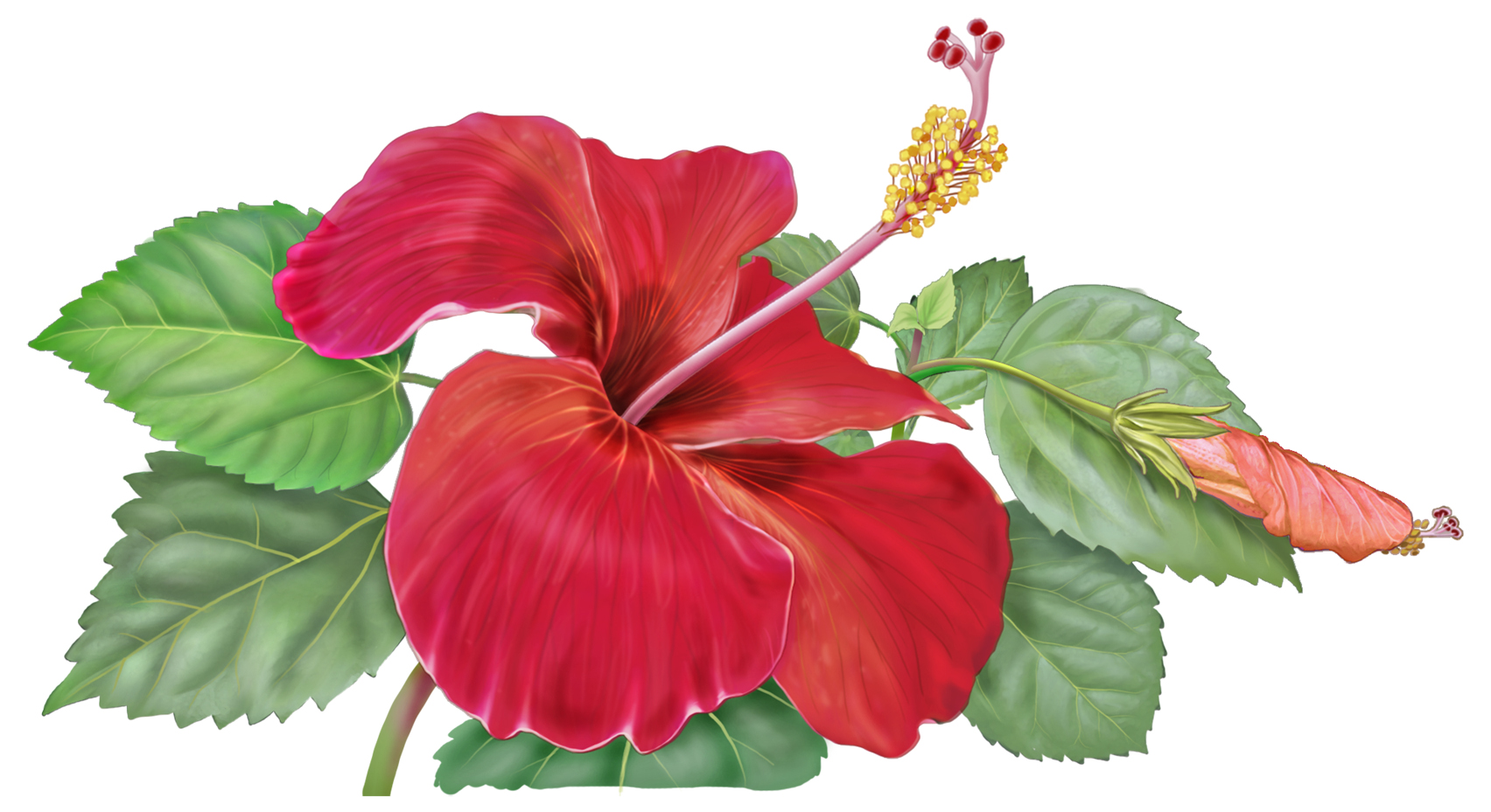 Hibiscus Flower Drawing Cliparts.co