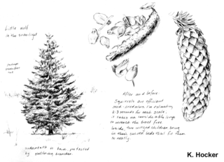 sitka spruce | Southeast Alaska Sketchbook