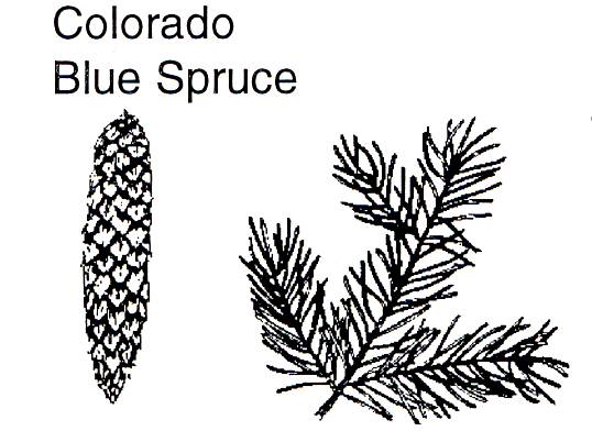 Colorado Blue Spruce - Rocky Mountain National Park (U.S. National ...