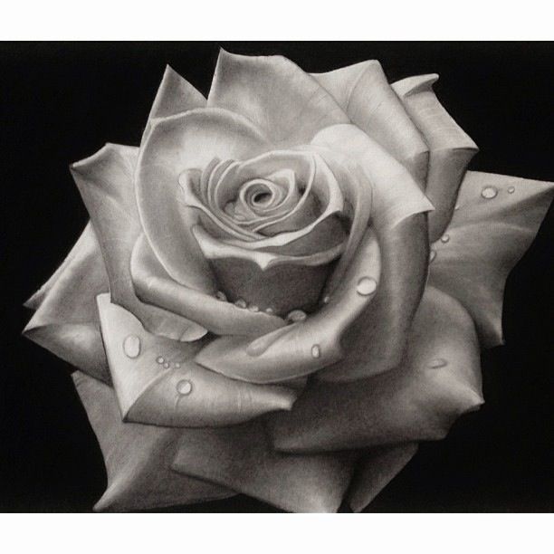 Black and white rose #art #drawing #sketch #pencil | Art ...