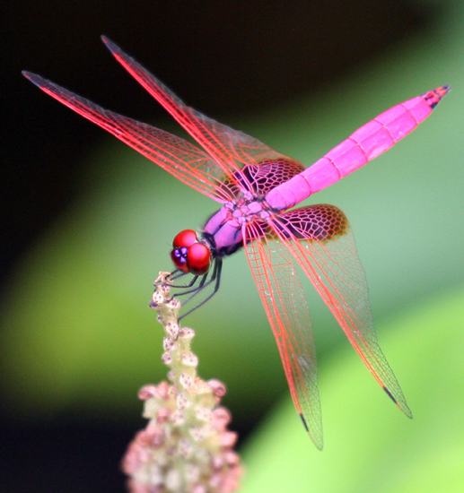 Magenta Dragonfly from Hong Kong is Trithemis aurora - What's That ...